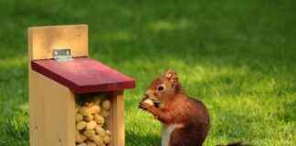 Eier Kochen Wie Lange: Perfekte Tipps Für Das Ideale Ergebnis