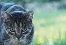 Wie Lange Leben Katzen: Entdecke Geheimnisse Für Ein Längeres Leben