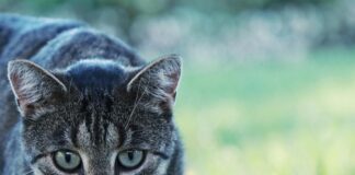 Wie Lange Leben Katzen: Entdecke Geheimnisse Für Ein Längeres Leben