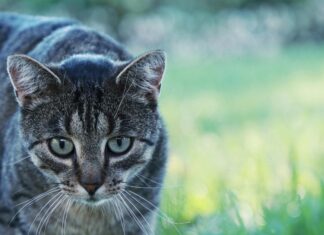 Wie Lange Leben Katzen: Entdecke Geheimnisse Für Ein Längeres Leben