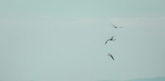 Wie Schnell Stirbt Man Bei Lungenentzündung? Wichtige Fakten Und Risiken