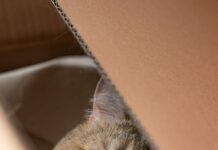 „Wie Lange Sind Katzen Schwanger? Entdecke Die Überraschungen!“