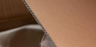 „Wie Lange Sind Katzen Schwanger? Entdecke Die Überraschungen!“