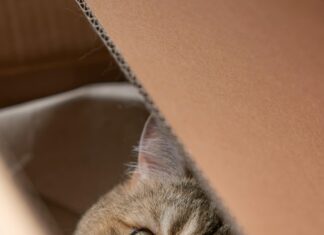 „Wie Lange Sind Katzen Schwanger? Entdecke Die Überraschungen!“