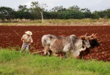 Wie Viel Koffein Hat Red Bull? Entdecke Die Überraschenden Fakten!