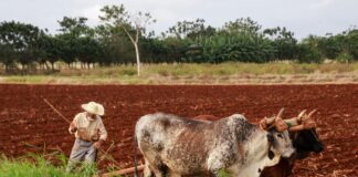 Wie Viel Koffein Hat Red Bull? Entdecke Die Überraschenden Fakten!