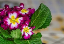 Socken Stricken Wie Oma: Entdecken Sie Die Geheimnisse Der Technik