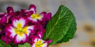 Socken Stricken Wie Oma: Entdecken Sie Die Geheimnisse Der Technik