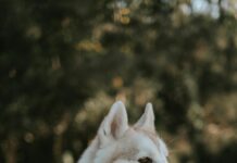 Wie Viel Gramm Zucker Am Tag Sind Optimal Für Ihre Gesundheit?