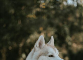 Wie Viel Gramm Zucker Am Tag Sind Optimal Für Ihre Gesundheit?
