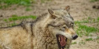 Spargel Wie Lange Kochen: Perfekte Tipps Für Den Idealen Geschmack