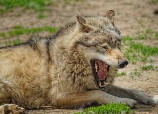 Spargel Wie Lange Kochen: Perfekte Tipps Für Den Idealen Geschmack