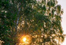 Wie Oft Haare Waschen: Die Geheimnisse Für Gesundes Haar Enthüllt