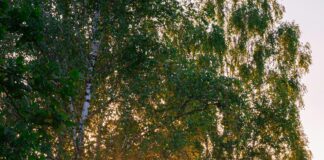 Wie Oft Haare Waschen: Die Geheimnisse Für Gesundes Haar Enthüllt