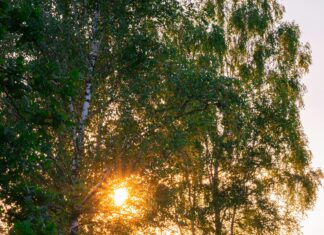 Wie Oft Haare Waschen: Die Geheimnisse Für Gesundes Haar Enthüllt