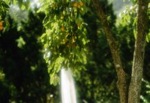 Bohnen Kochen Wie Lange: Entdecken Sie Perfekte Garzeiten!