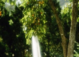 Bohnen Kochen Wie Lange: Entdecken Sie Perfekte Garzeiten!