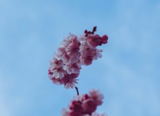 Wie Wird Der Sommer 2024? Entdecken Sie Die Wetterprognosen!