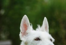 Wie Lange TÜV Überziehen: Risiken Und Tipps Für Autofahrer