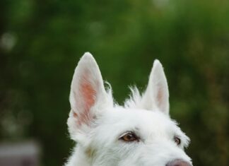 Wie Lange TÜV Überziehen: Risiken Und Tipps Für Autofahrer