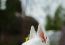 Apfelessig Trinken: Wie Verdünnen Für Maximale Gesundheit?