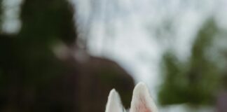 Apfelessig Trinken: Wie Verdünnen Für Maximale Gesundheit?