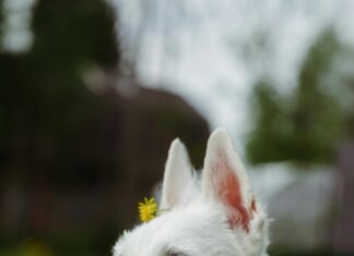 Apfelessig Trinken: Wie Verdünnen Für Maximale Gesundheit?