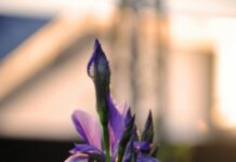 Wie Alt Ist Iris Berben? Entdecken Sie Ihr Geheimnis!