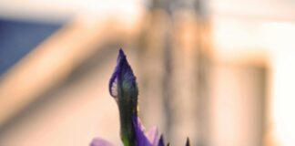 Wie Alt Ist Iris Berben? Entdecken Sie Ihr Geheimnis!