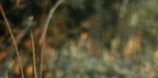 TÜV Wie Lange Überziehen: Tipps Für Ihren Nächsten Termin