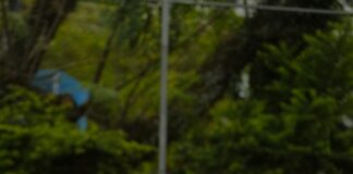 Rosenkohl Wie Lange Kochen: Perfekte Tipps Für Köstlichen Genuss