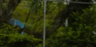 Rosenkohl Wie Lange Kochen: Perfekte Tipps Für Köstlichen Genuss