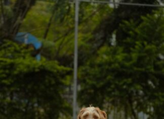 Rosenkohl Wie Lange Kochen: Perfekte Tipps Für Köstlichen Genuss