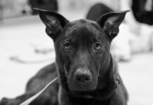 Wie Lange Brokkoli Kochen: Perfekte Garzeit Für Genuss!