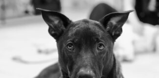 Wie Lange Brokkoli Kochen: Perfekte Garzeit Für Genuss!