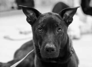 Wie Lange Brokkoli Kochen: Perfekte Garzeit Für Genuss!