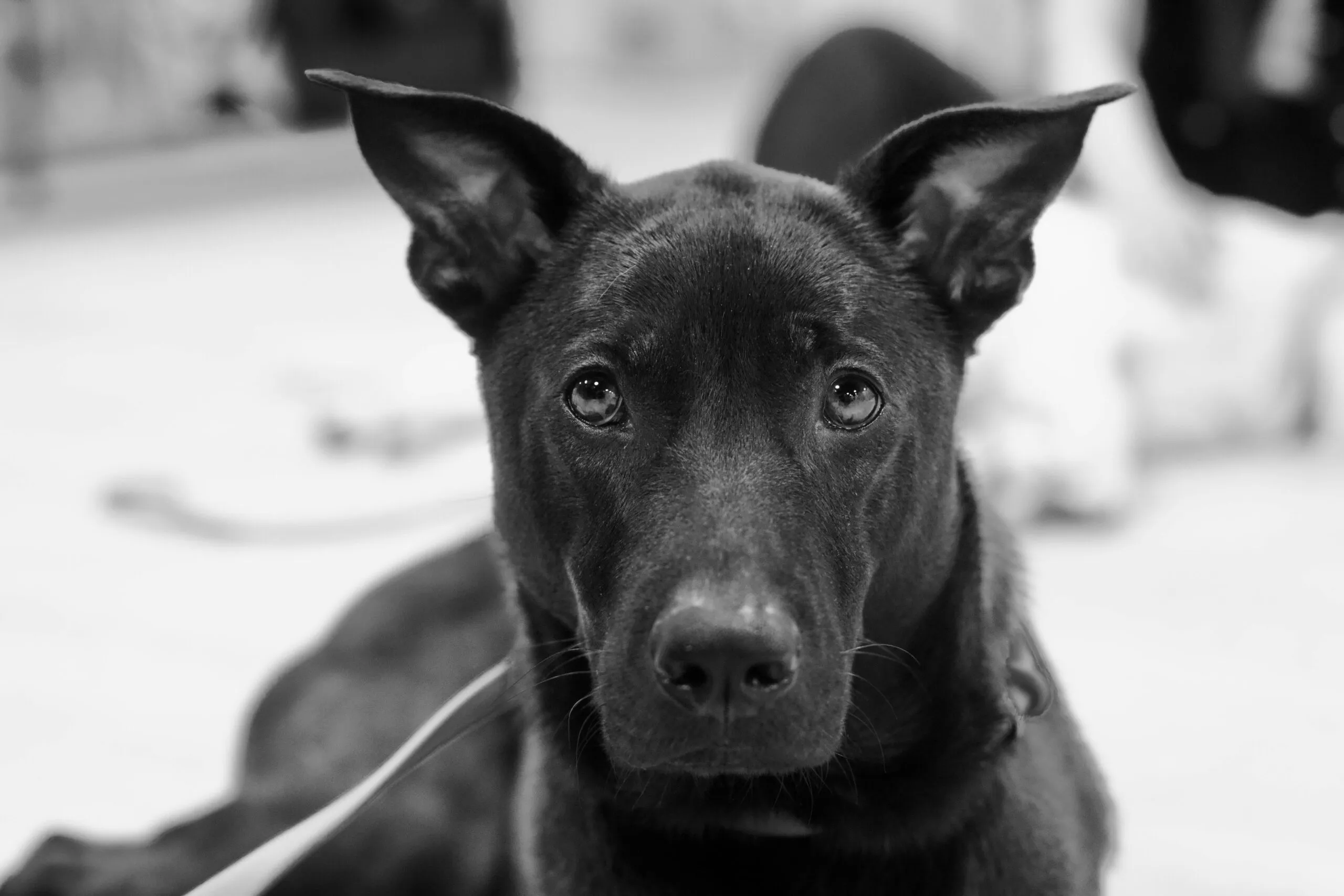 Wie Lange Brokkoli Kochen: Perfekte Garzeit Für Genuss!